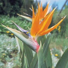 Strelitzia
