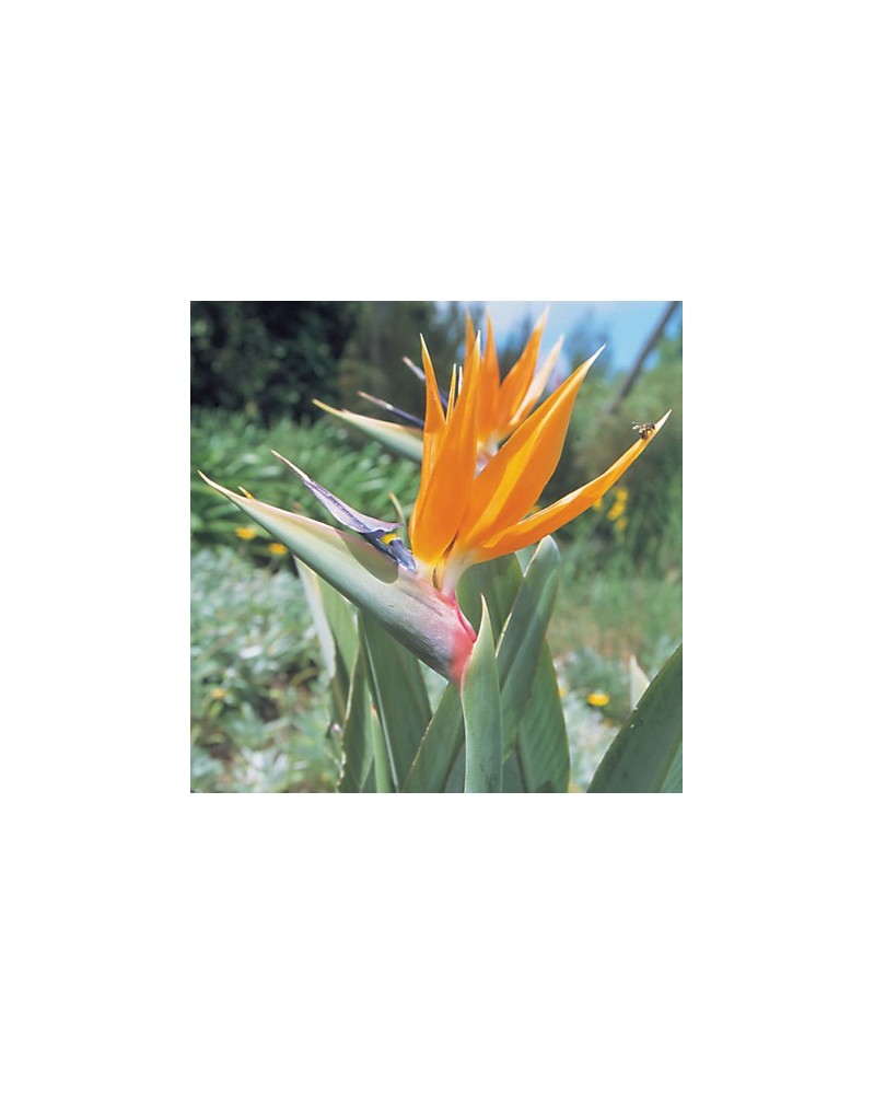 Strelitzia