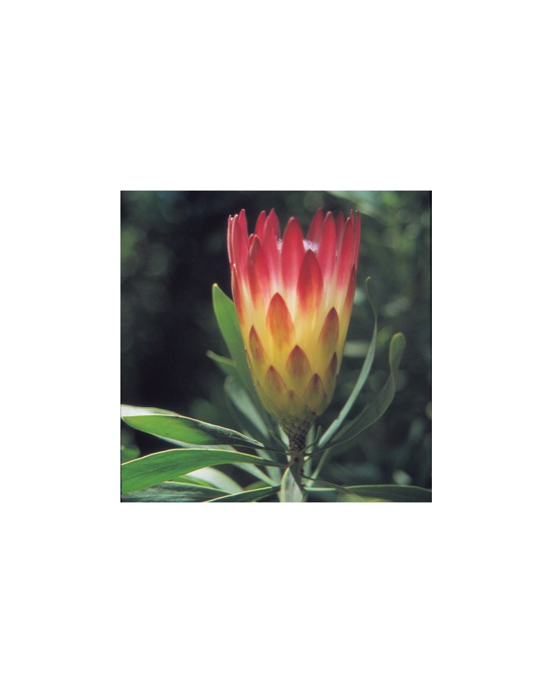 Sugar Bush Protea