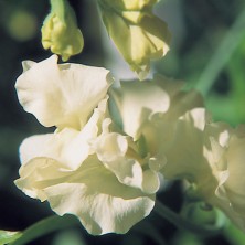 Sweetpea