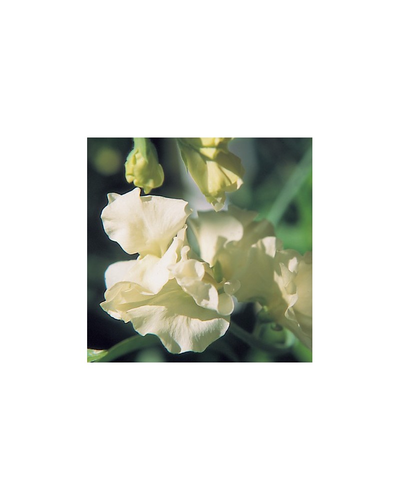 Sweetpea