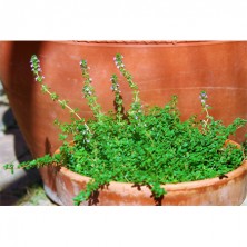 Thyme