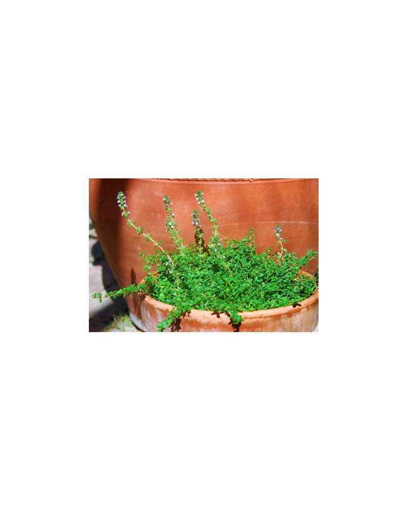 Thyme