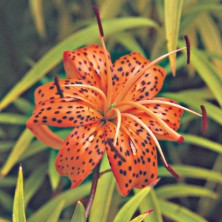 Tiger Lily