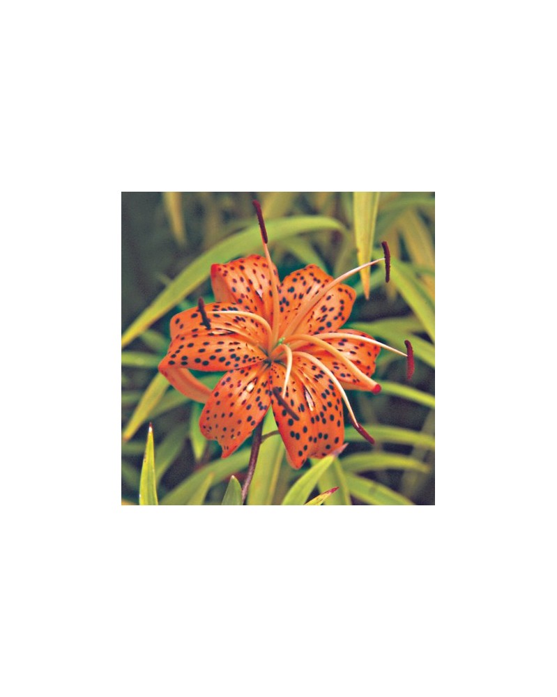 Tiger Lily