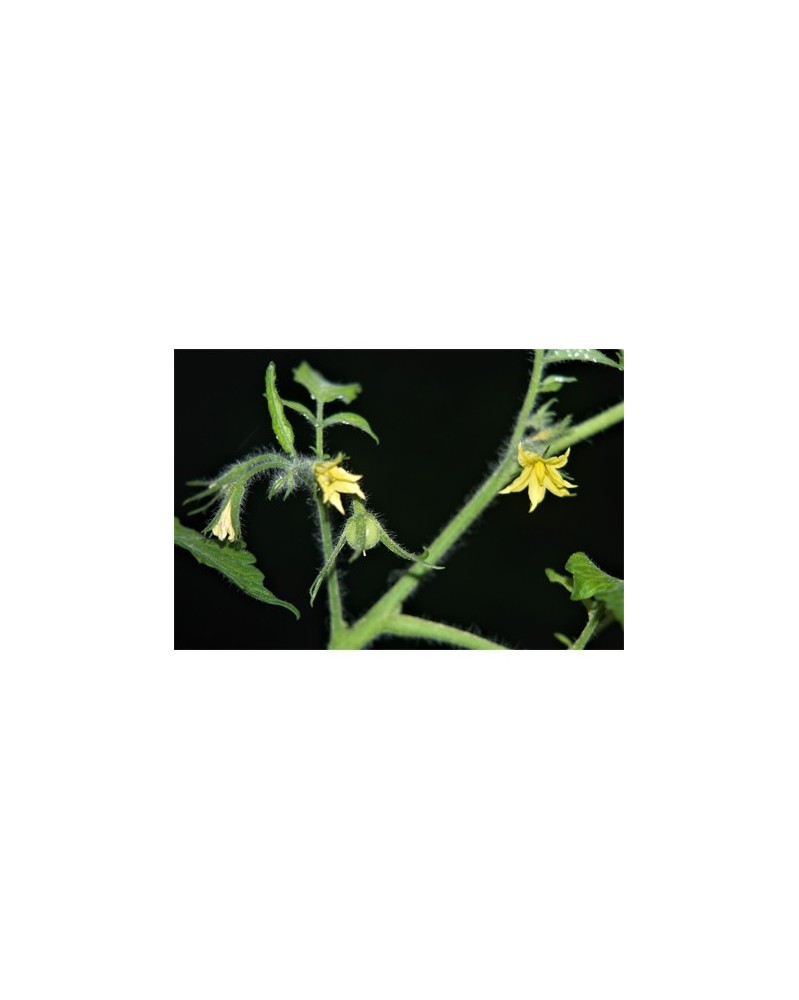 Tomato