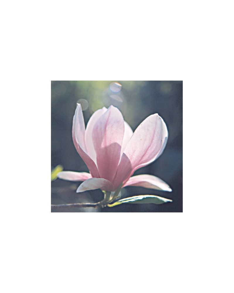 Tulip Magnolia