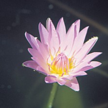 Water Lily