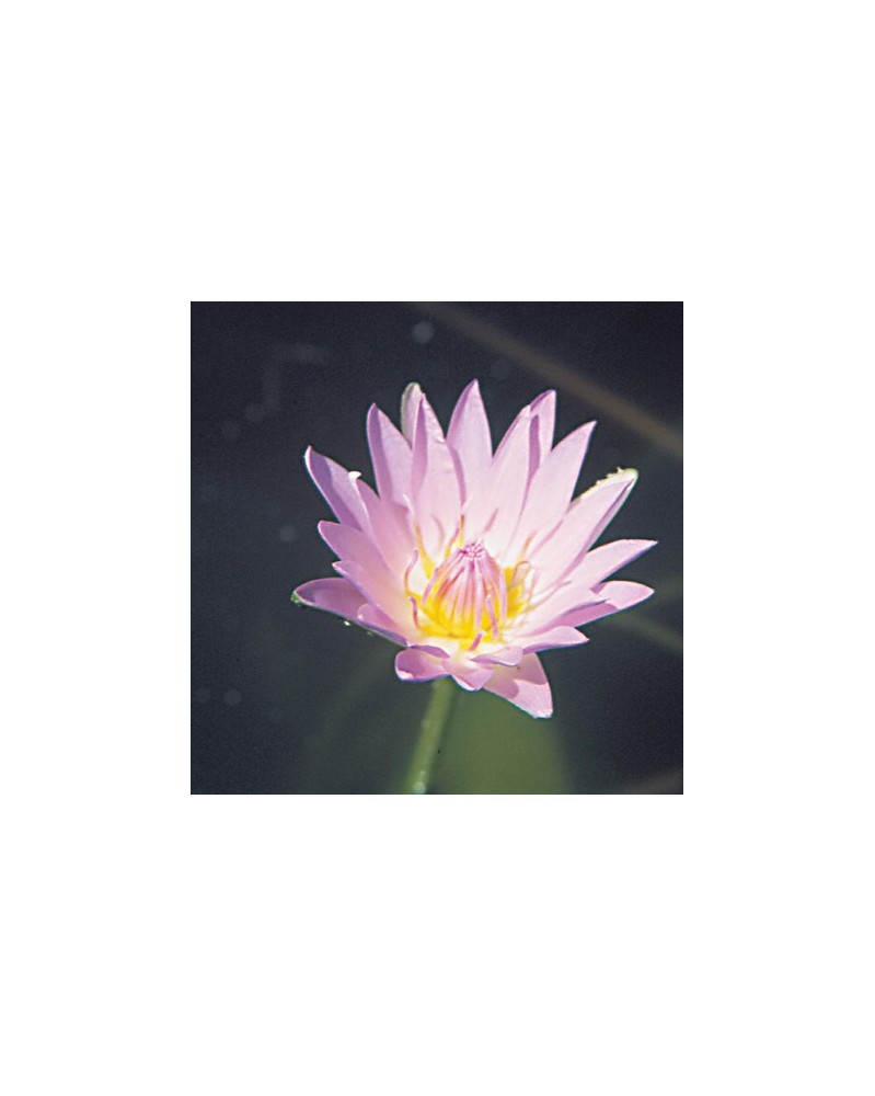 Water Lily