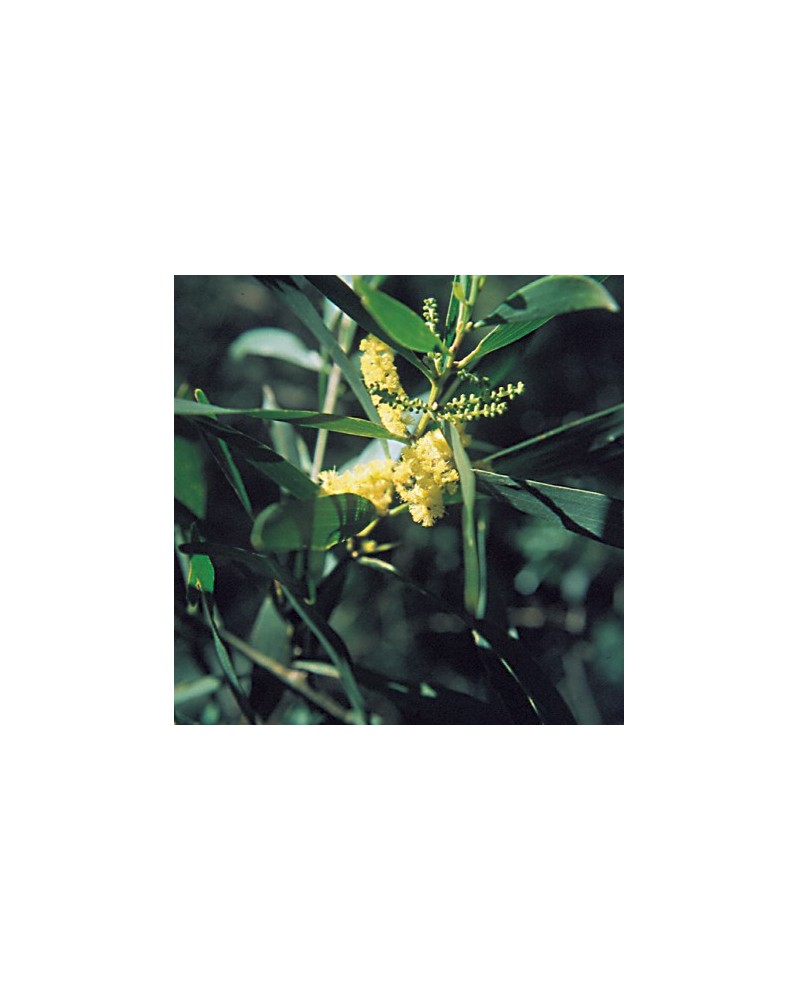 Wattle