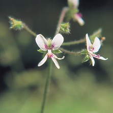 White Geranium