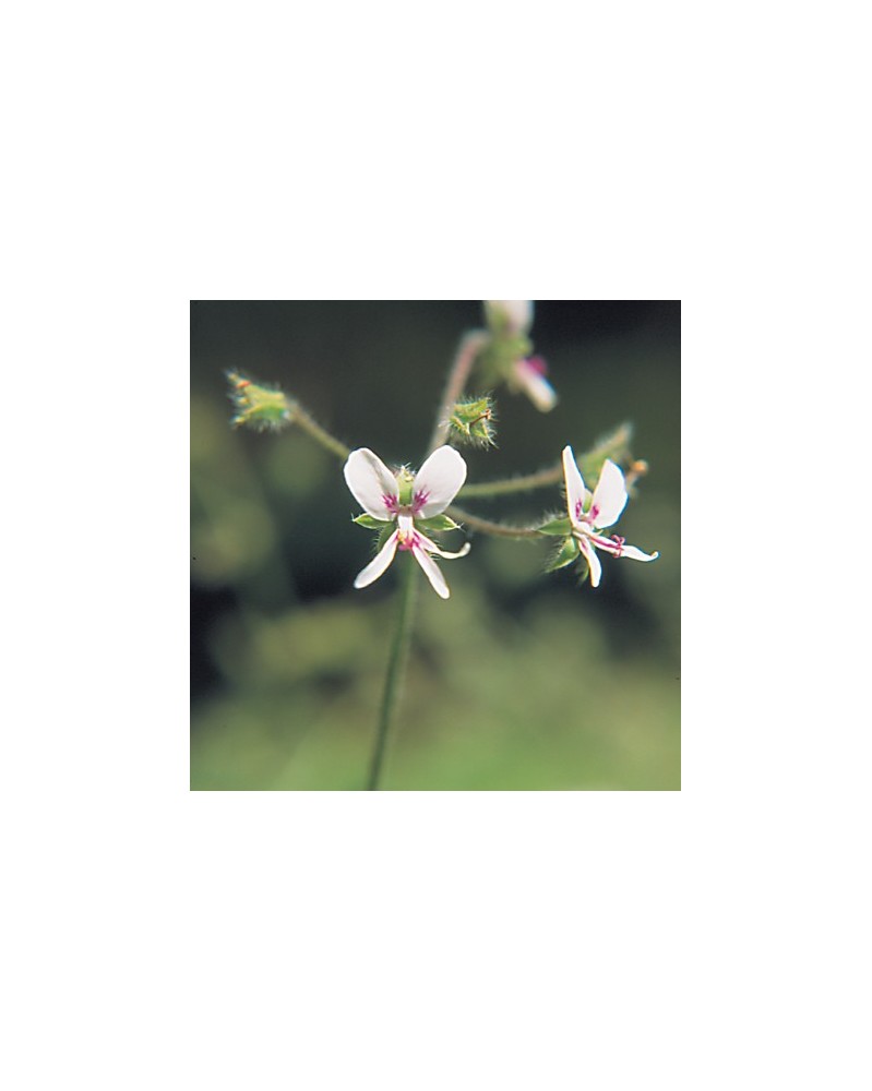 White Geranium