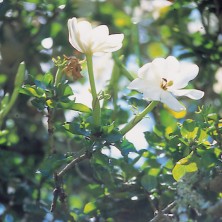Wild Gardenia