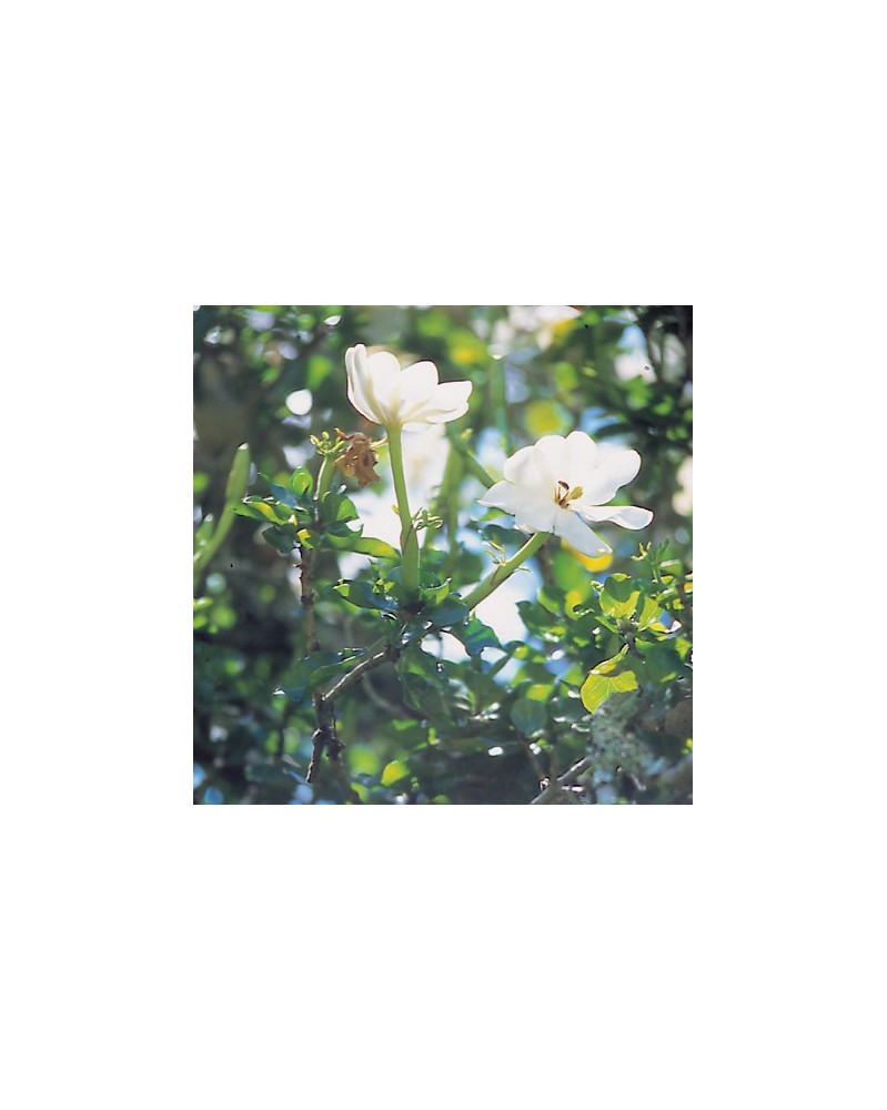 Wild Gardenia