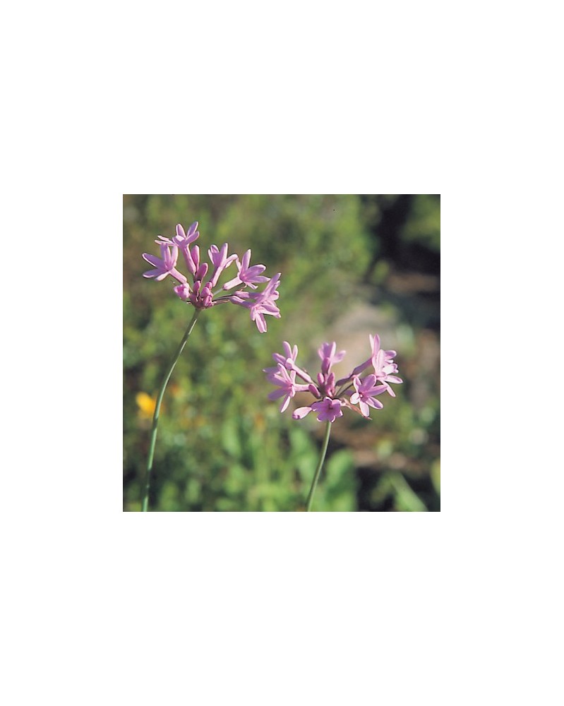 Wild Garlic