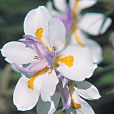 Wild Iris