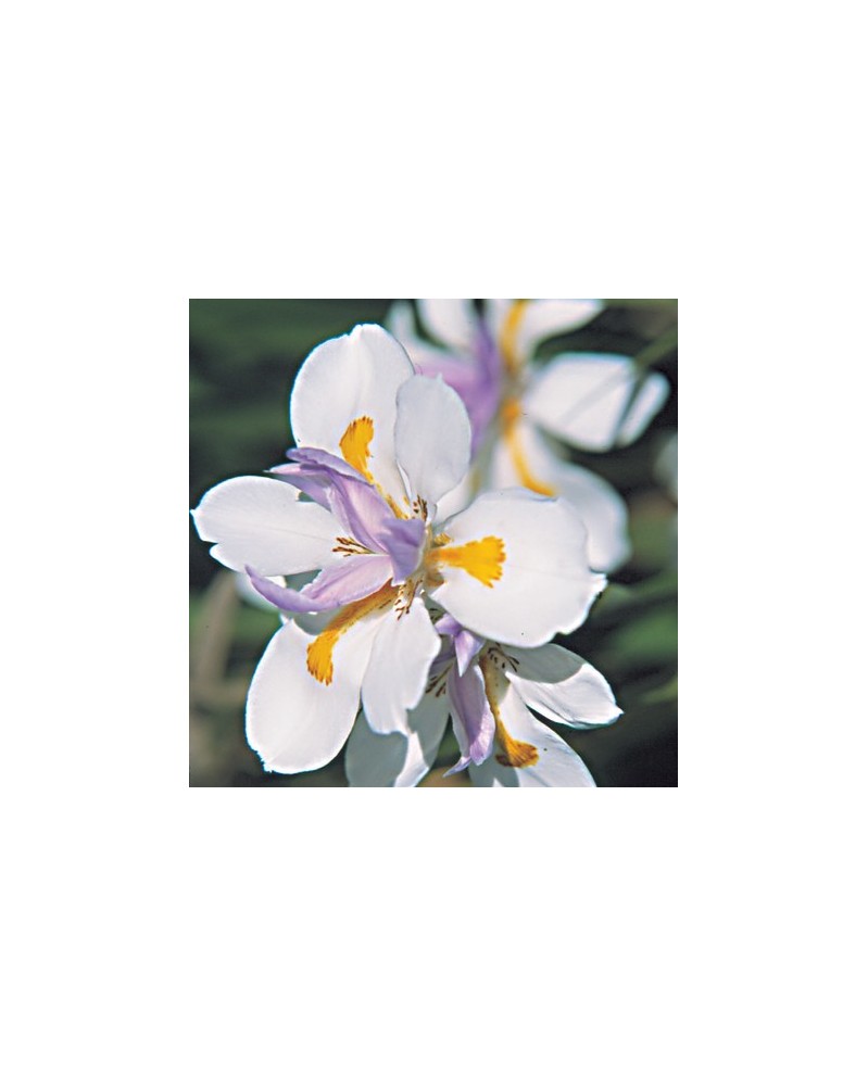 Wild Iris