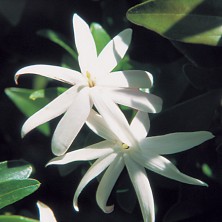 Wild Jasmine