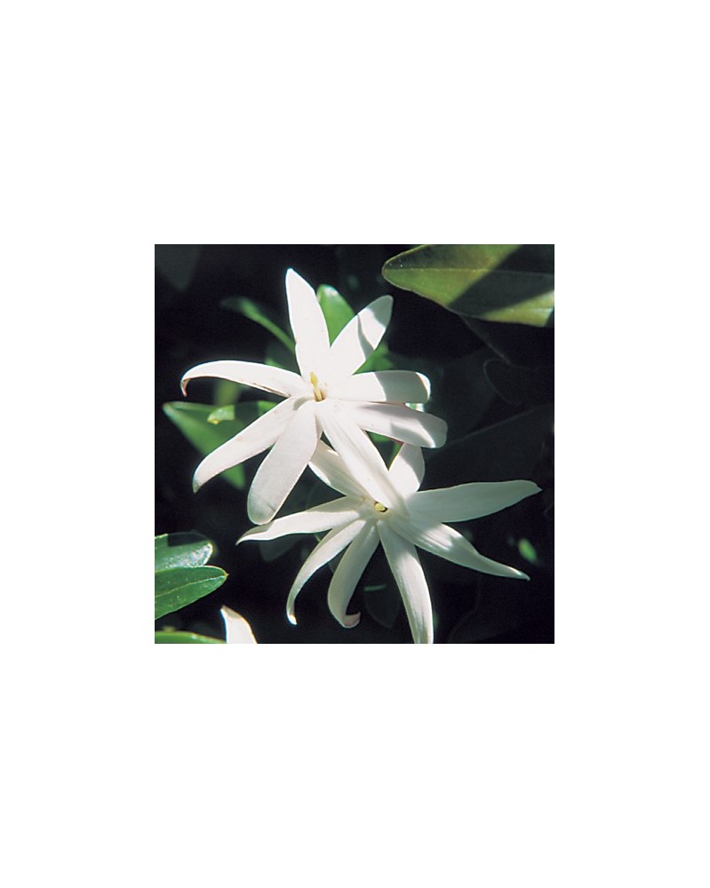 Wild Jasmine