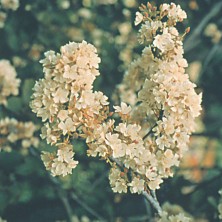 Wild Pear