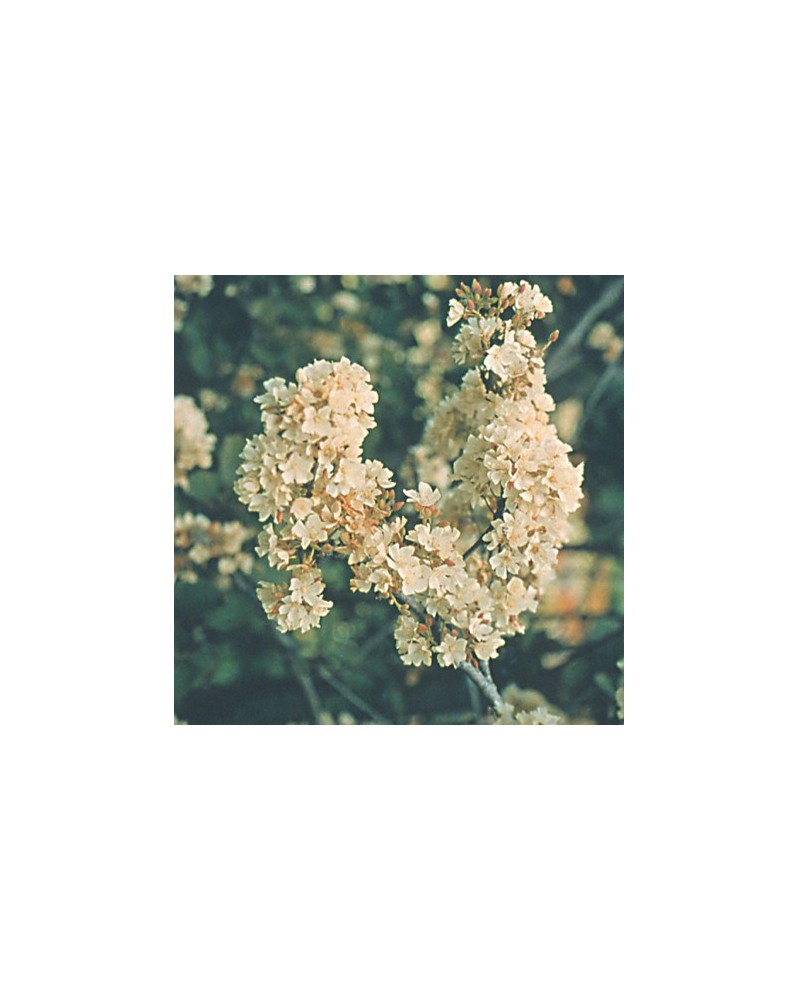 Wild Pear