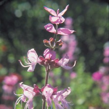 Wild Sage