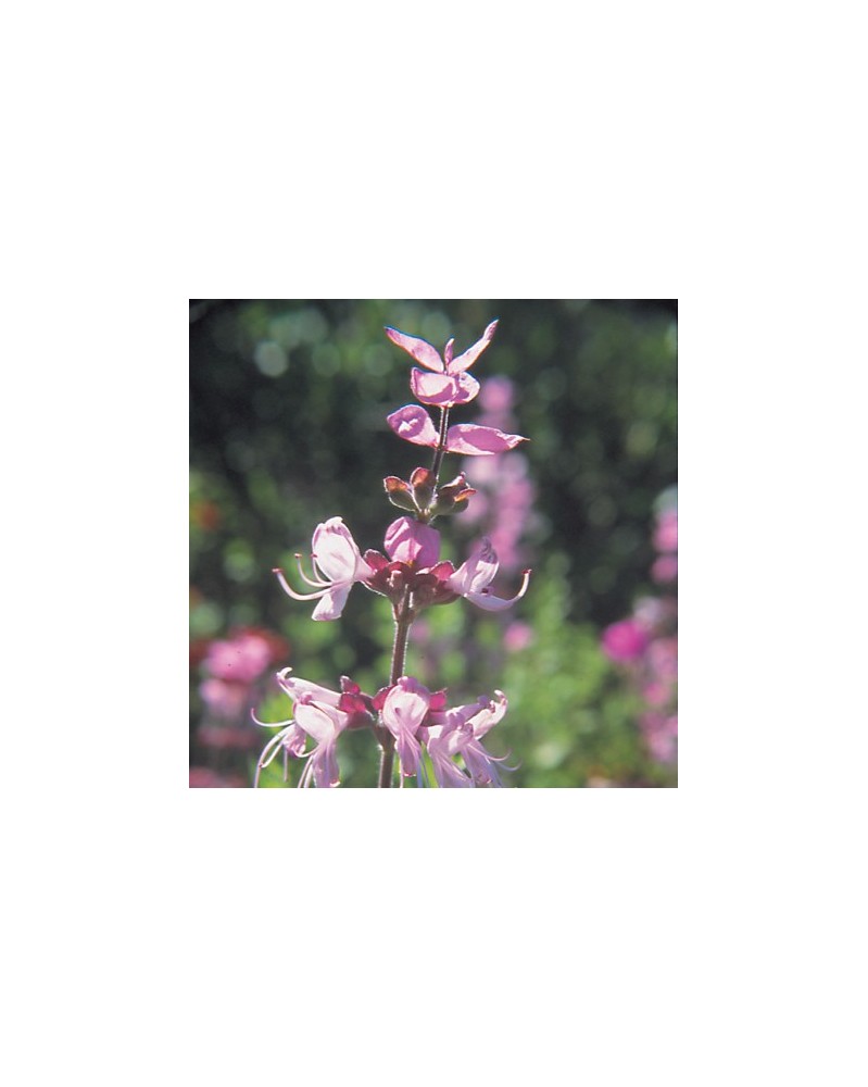Wild Sage