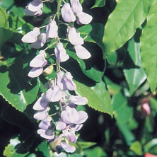 Wisteria