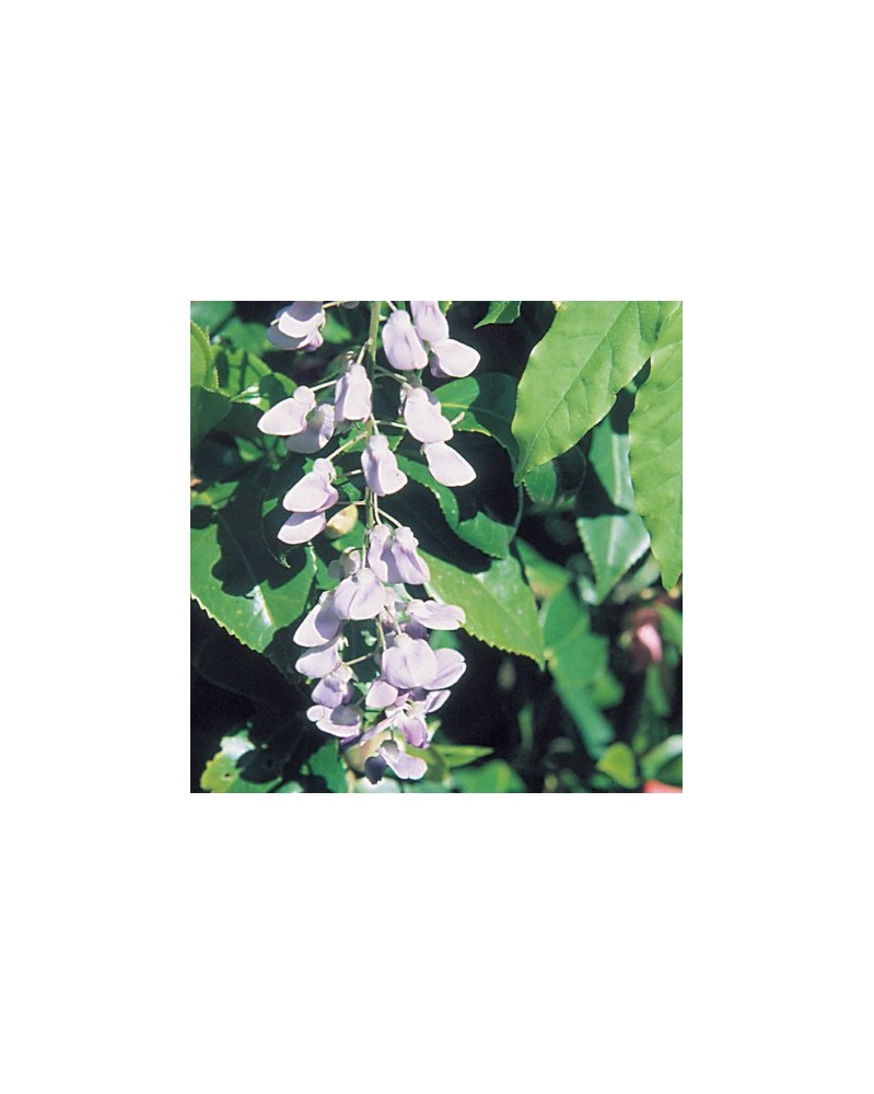Wisteria