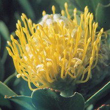 Yellow Pincushion