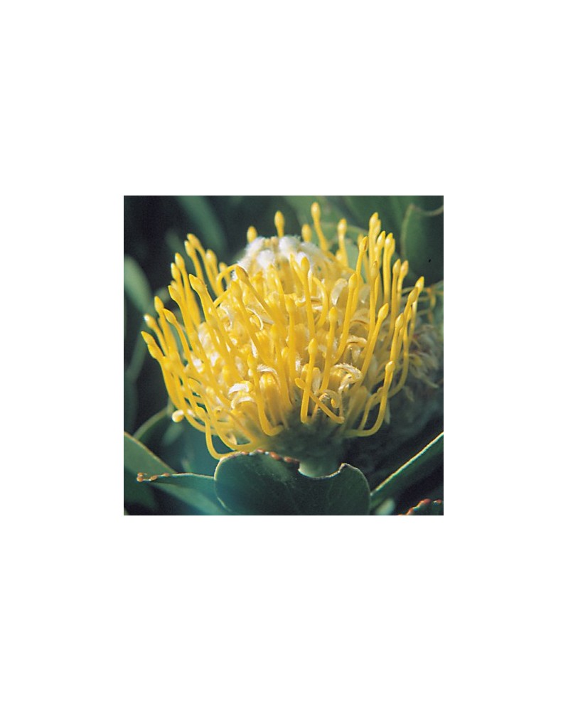 Yellow Pincushion