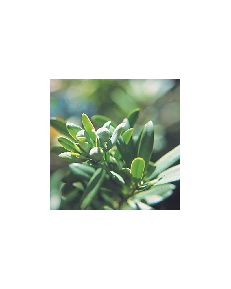 Yellowwood