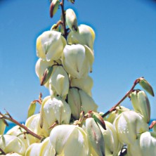 Yucca