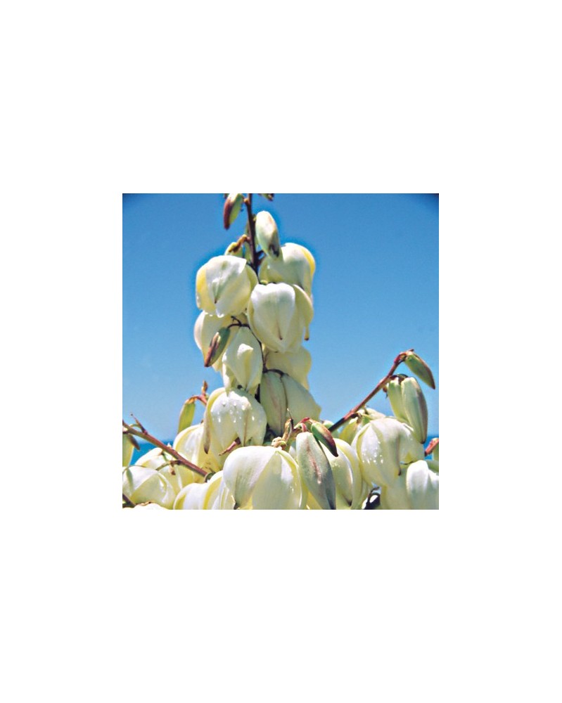 Yucca