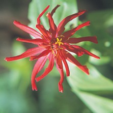 Zinnia