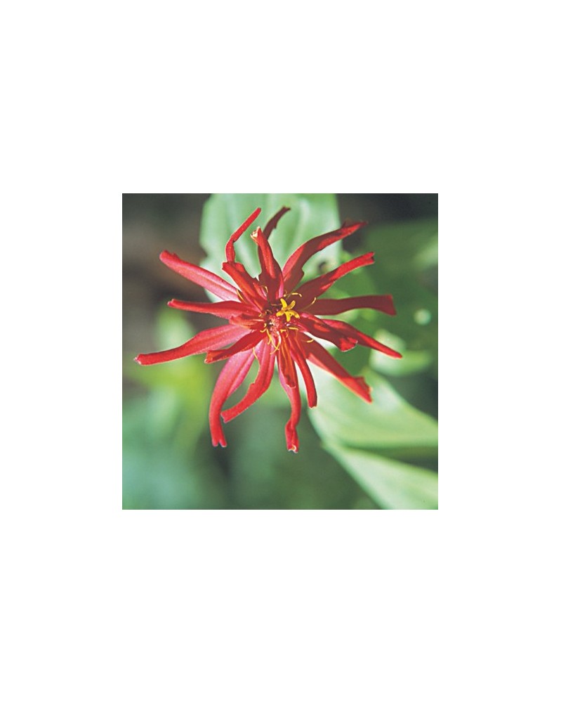 Zinnia