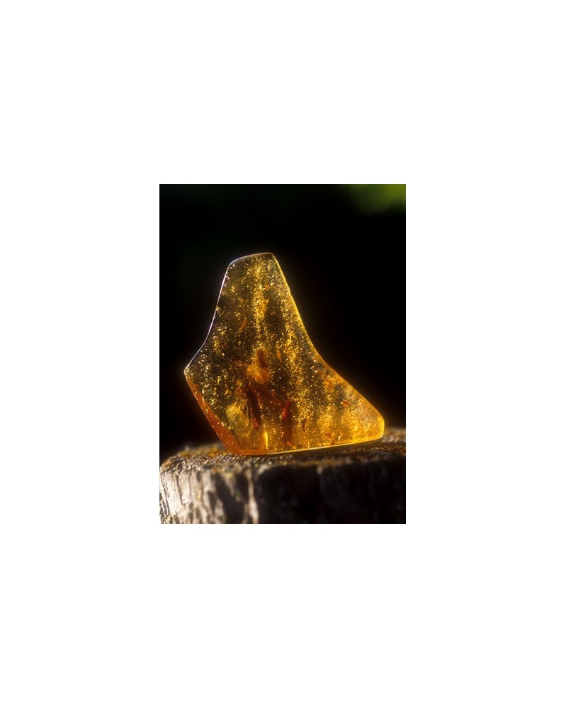 Amber - Ambre