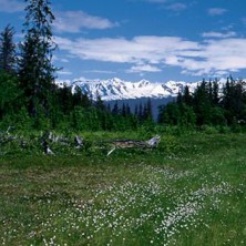 Bog - Marécage, tourbière