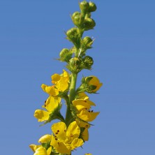Aigremoine (Agrimony)