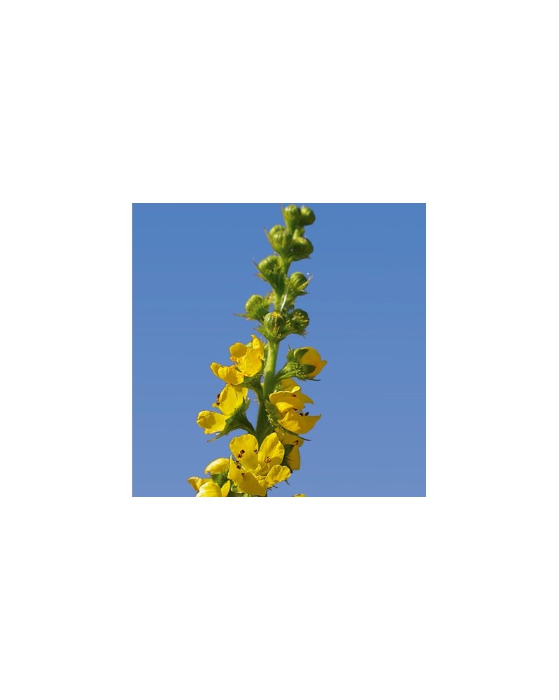 Aigremoine (Agrimony)