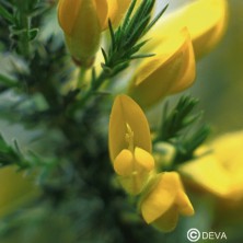 Ajonc (Gorse)