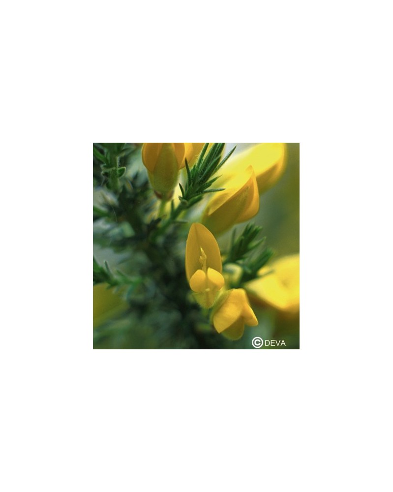 Ajonc (Gorse)