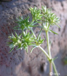 Scleranthus