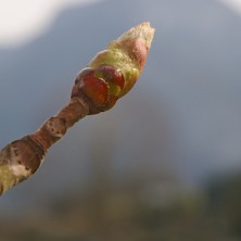 Bourgeons de Marronnier...