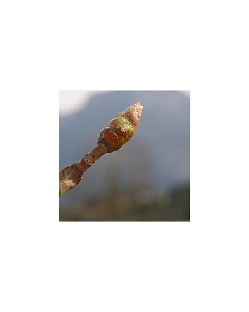 Bourgeons de Marronnier (Chestnut Bud)