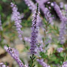 Bruyère (Heather)