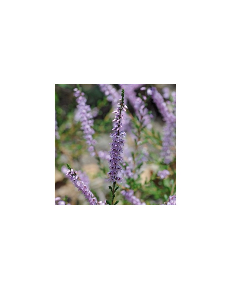 Bruyère (Heather)