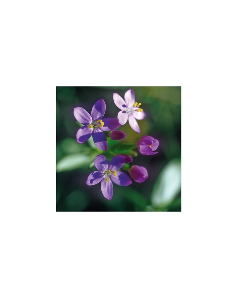 Centaurée (Centaury)