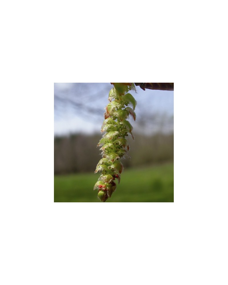 Charme (Hornbeam)