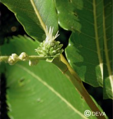 Châtaignier (Sweet Chestnut)